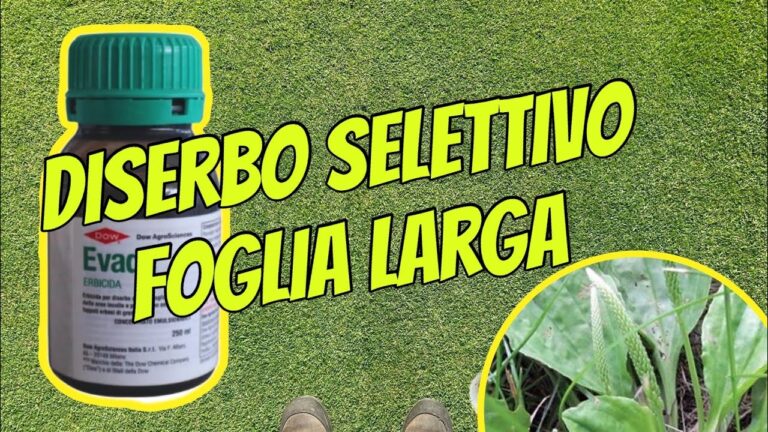 Strategie Efficaci per il Diserbo Selettivo del Prato
