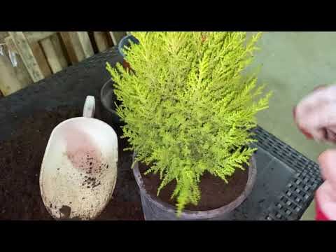 Coltivare Cipressini in Vaso: Guida Pratica e Vantaggi