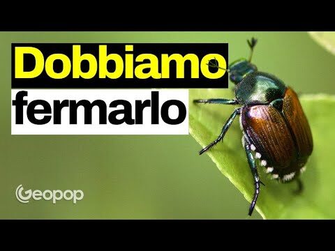 Piante e Insetti: Come Difendersi dal Piccolo Insetto Verde che Punge