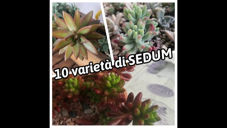 Sedum Varieta: Guida alla Coltivazione e Cura delle Piante Grasse