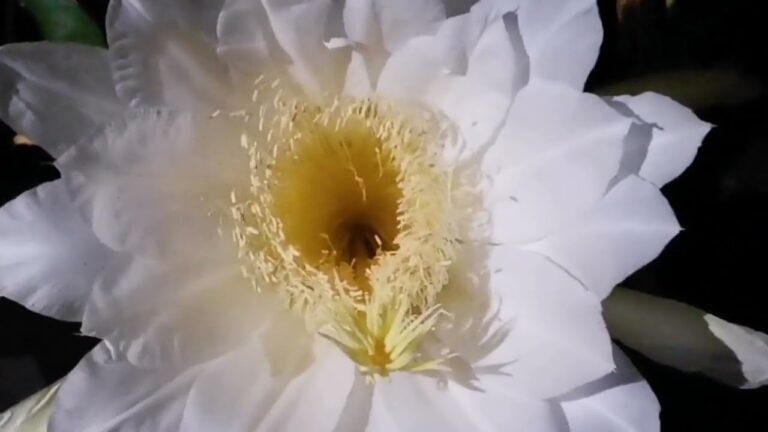 Il mistero del fiore che si chiude di notte