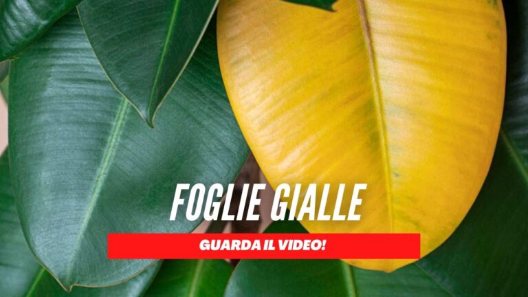 Cause e Soluzioni per le Foglie Gialle del Ficus Ginseng