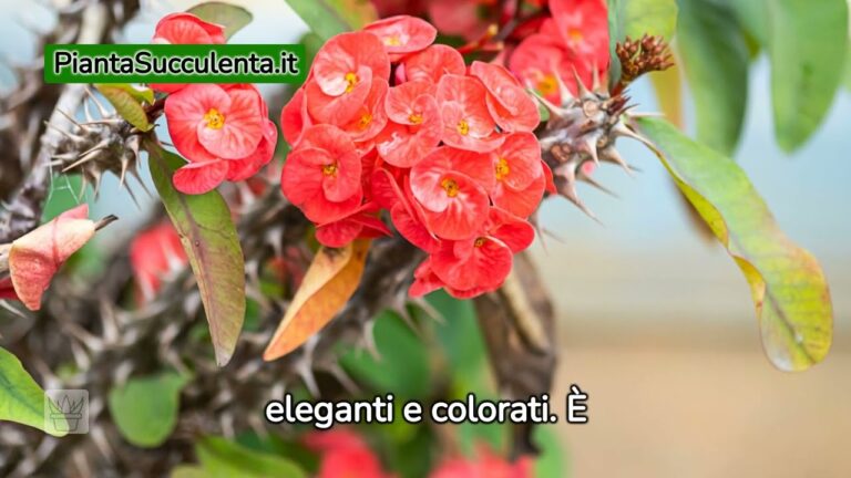 Fioritura di Pianta Grassa: Colori e Bellezza