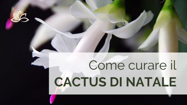 Cactus di Natale: Cause e Soluzioni per Foglie Raggrinzite
