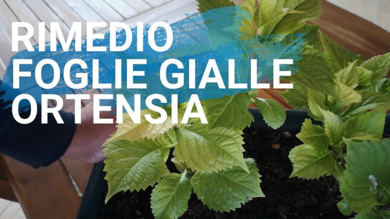 Ortensia con Foglie Gialle: Cause e Soluzioni