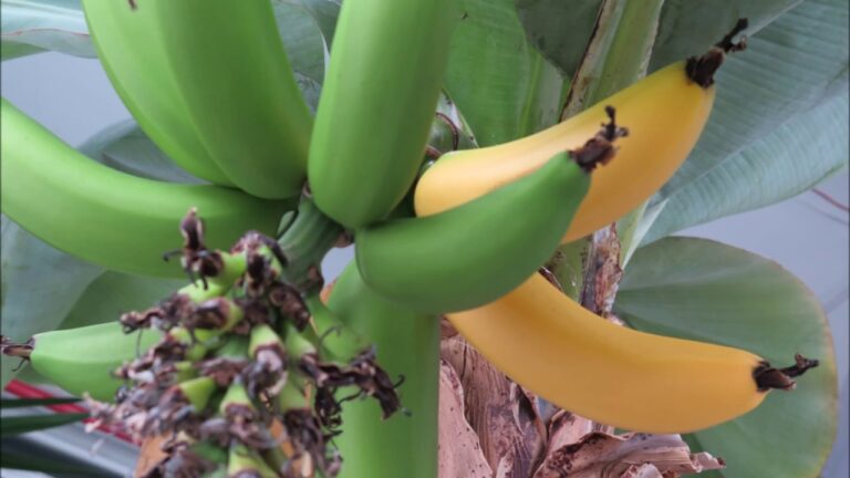 Cura Ottimale della Pianta di Banano in Vaso