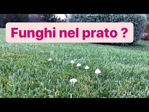 Scoprire i Funghi Bianchi nel Prato: Guida e Curiosità
