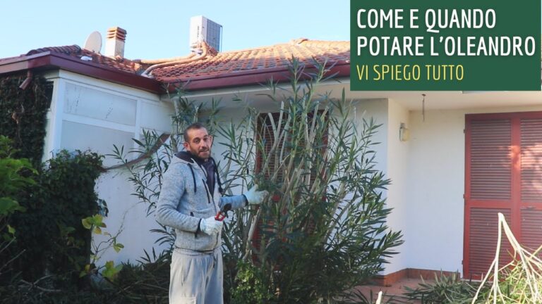 Fioritura dell’Oleandro: Guida e Curiosità