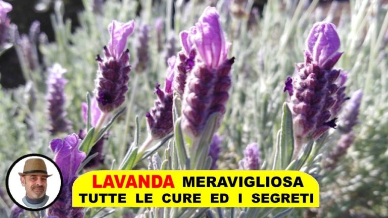 Malattie del Lavanda: Prevenzione e Cura Efficace