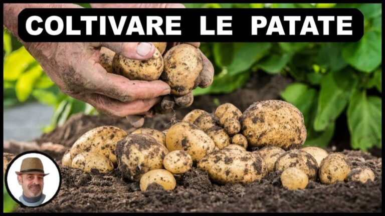 Patate Macchiate all’Interno: Un’Esplorazione del Gusto e della Tradizione