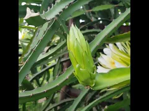 Il Dragon Fruit in Italia: Scoperta e Crescita
