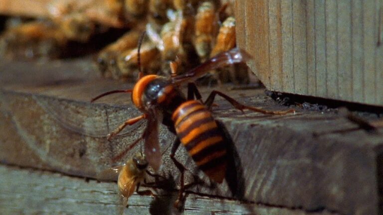 Attrazioni dei Calabroni: Cosa Attira Questi Insetti