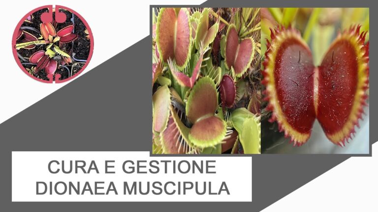 Cura Ottimale per la Dionaea Muscipula