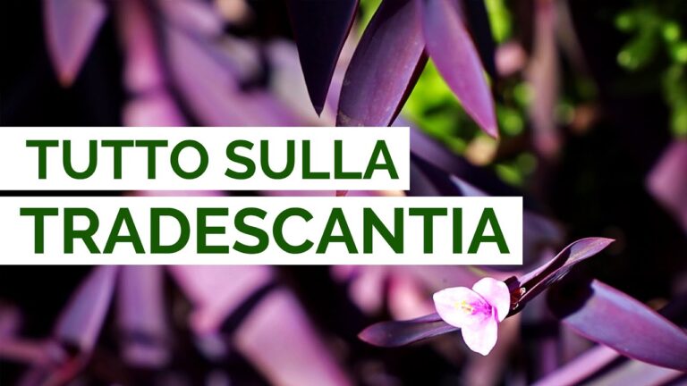 Cura Ottimale per Tradescantia Pallida