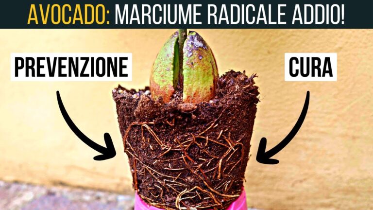 Strategie di Controllo del Marciume Radicale del Nocciolo