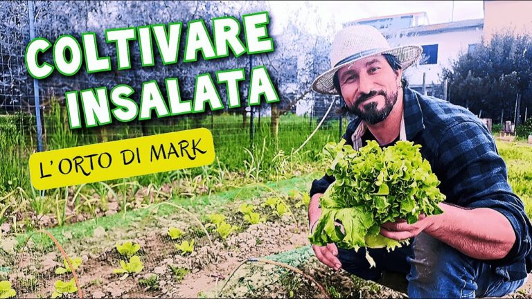 Insalate con Piante Fresche: Ricette e Consigli