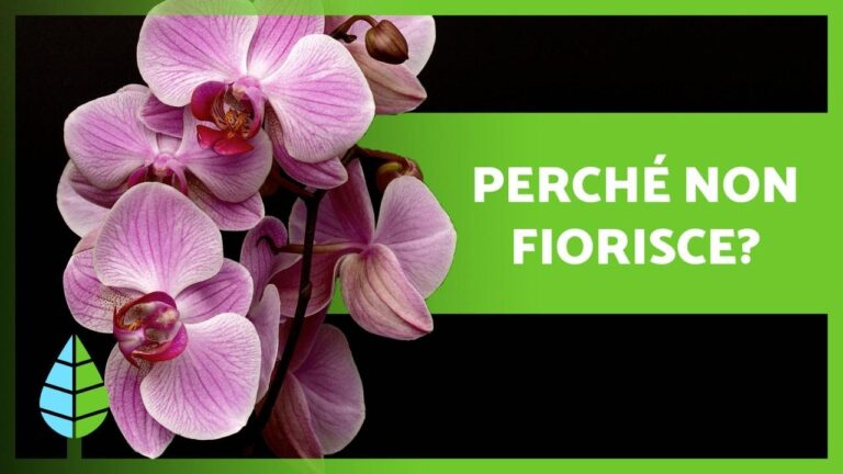 Orchidea: Quando Sviluppa Solo Foglie?