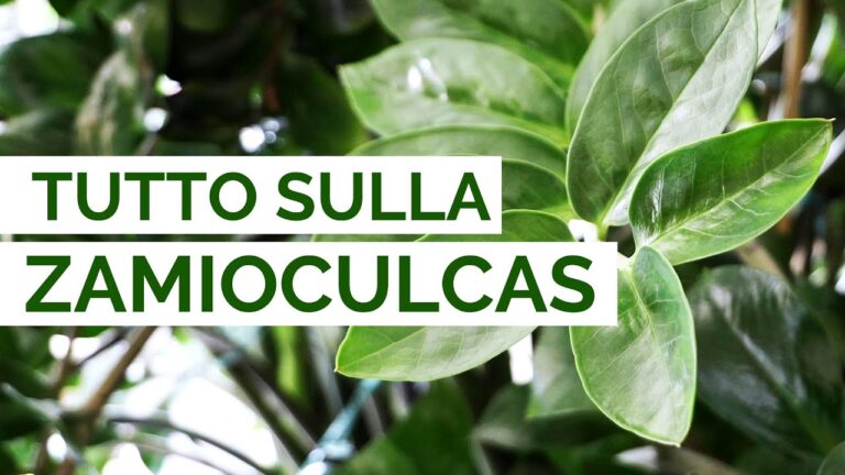 Guida alla Cura della Pianta Zamioculcas