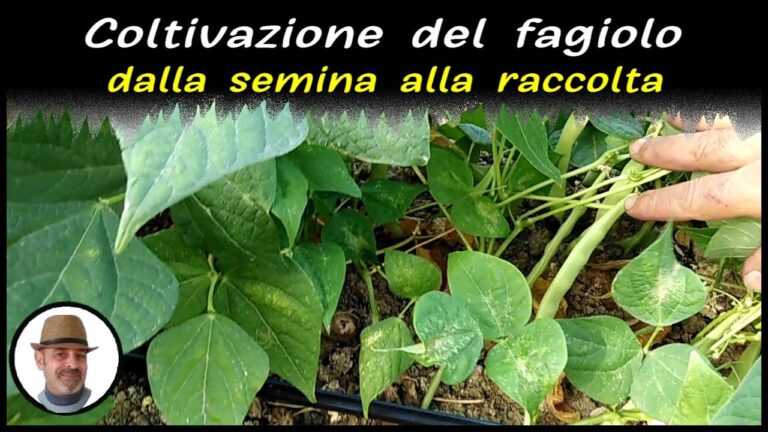 Produzione della Pianta di Fagioli Borlotti: Un’Analisi dettagliata