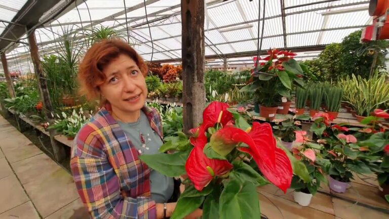 Bellezza e Cura delle Piante da Interno con Fiore Rosso