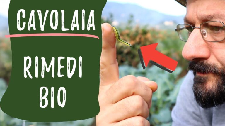 Guida ai Tipi di Bruchi Verdi