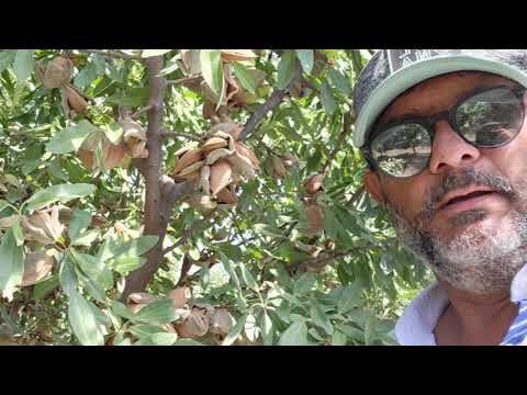 La Foglia del Mandorlo: Simbolismo e Significato