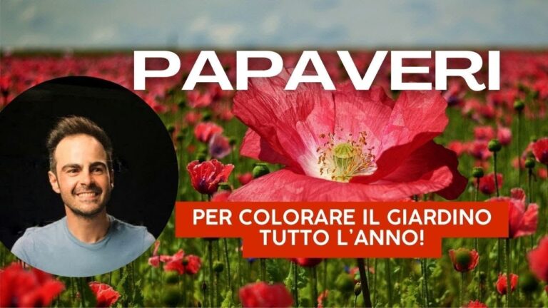 Guida alla Coltivazione dei Papaveri Ornamentali