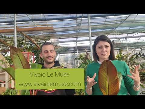 Guida all’uso del banano nano da esterno