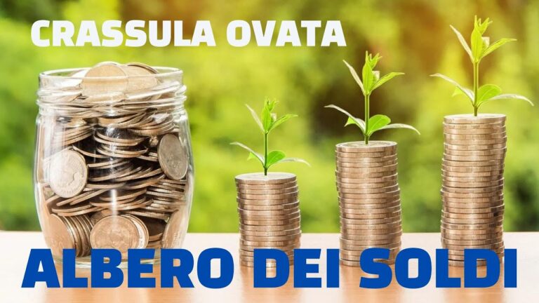 La pianta dell’amicizia: significato e cura