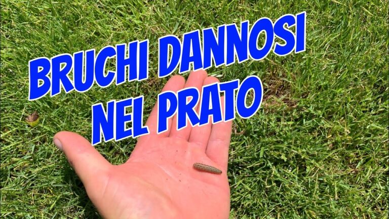 Nottua Larva: Caratteristiche e Ciclo di Vita