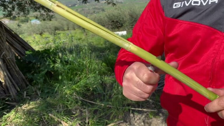 Attrezzi Essenziali per Tagliare il Bambù