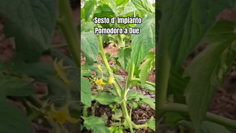 Sesto Impianto Pomodoro: Innovazione e Sostenibilità nella Produzione Agricola