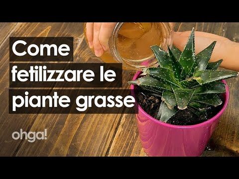 Concime Naturale Ideale per Piante Grasse