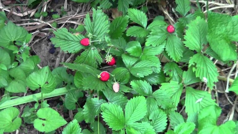 Fragoline Fragoline di Bosco: Il Periodo Perfetto per Gustarle | Actualizado ...