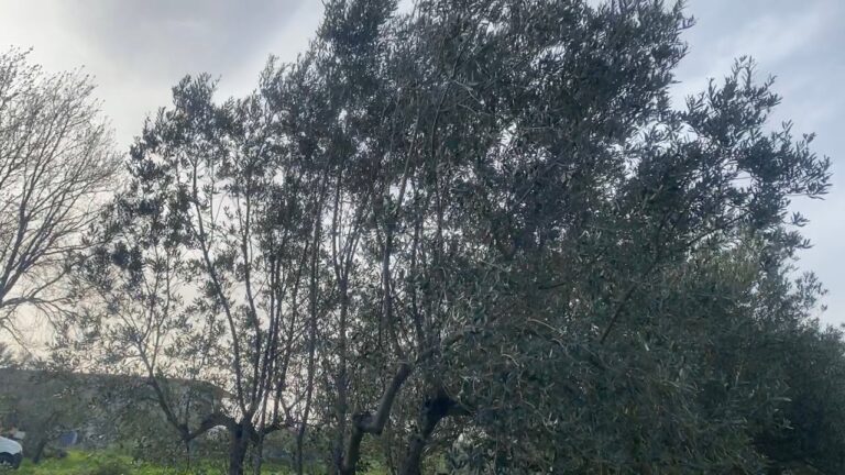 Piante Simili all’Ulivo: Guida alla Scelta e Cura
