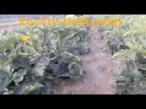 Scheda Tecnica del Zeolite Chabasite: Proprietà e Applicazioni