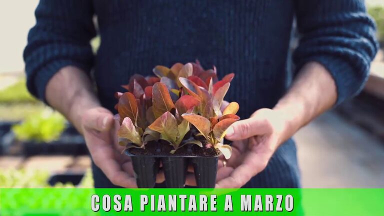 Piante Ideali da Piantare a Marzo