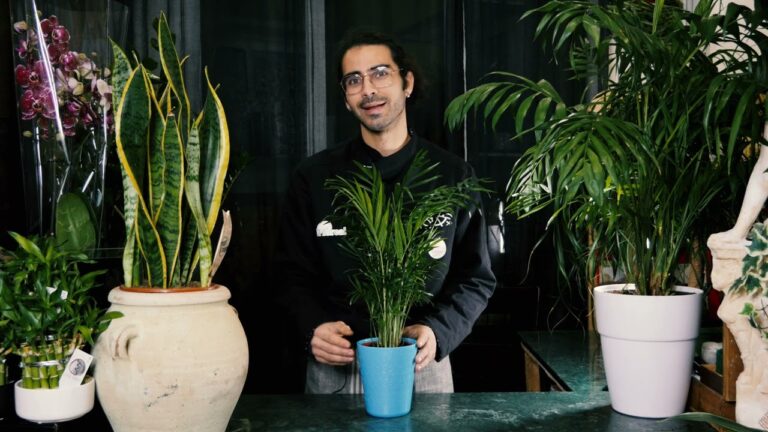 I benefici della Chamaedorea elegans per la tua casa