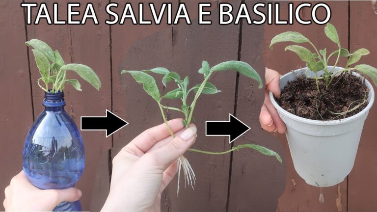 Coltivare Salvia in Acqua: Guida Pratica e Vantaggi