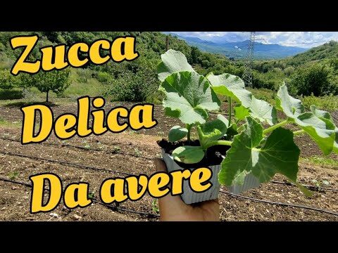 Guida alla Coltivazione della Zucca Delica