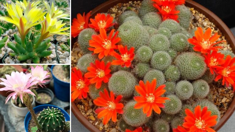 Fiori Gialli Grandi: Guida alle Pianta Ideali