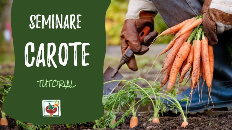 Guida al Periodo di Semina delle Carote