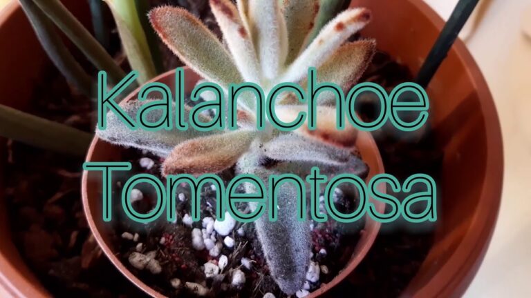 Guida alla Coltivazione dei Fiori di Kalanchoe Tomentosa
