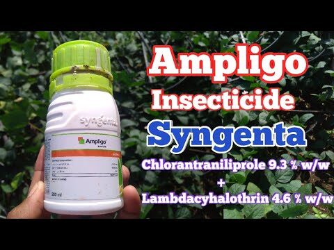 Ampligo Etichetta: Innovazione e Sostenibilità nel Packaging