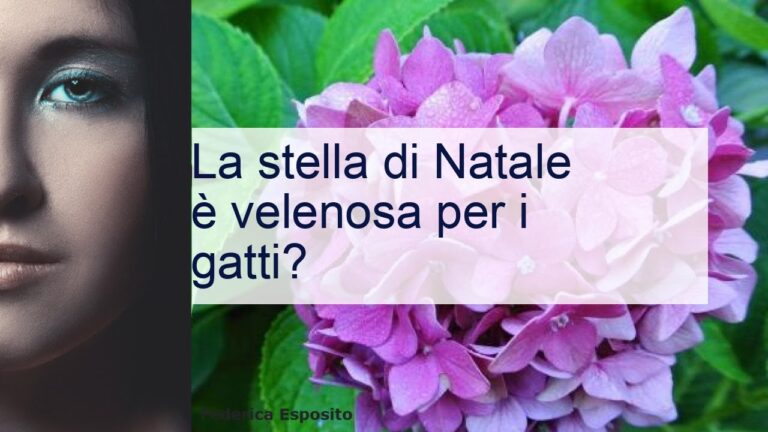 Pericoli della Stella di Natale per i Gatti