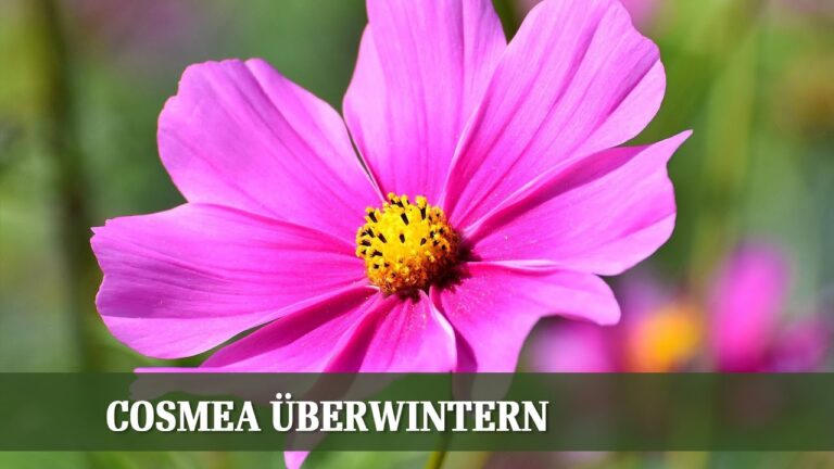 Il Significato della Cosmea: Simbolismo e Interpretazione