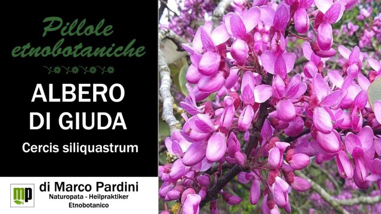Guida alla Coltivazione dei Fiori di Spino di Giuda