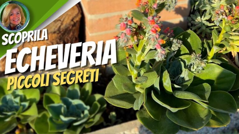 Echeveria Setosa: Guida ai Fiori e alla Cura