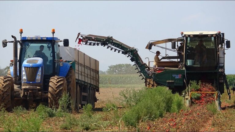 Raccogli Pomodori: Guida all’Uso Efficiente degli Strumenti