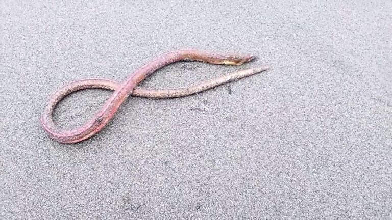 Bisce di Mare: Segreti e Benefici del Mare nella Cucina Italiana